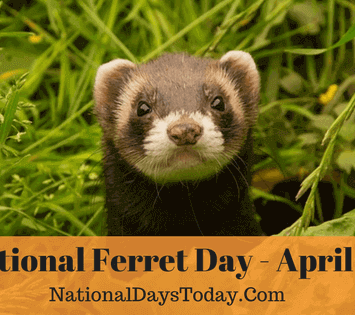 National Ferret Day