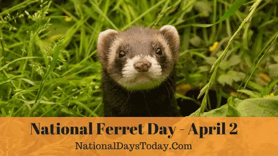 National Ferret Day