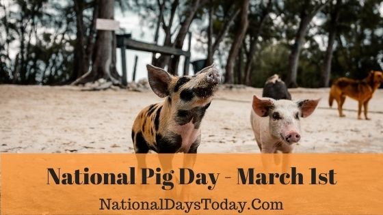 National Pig Day