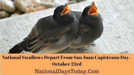 National Swallows Depart From San Juan Capistrano Day
